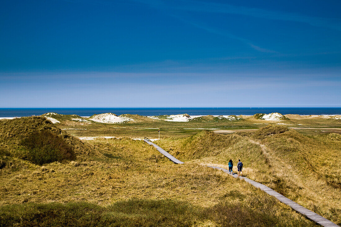 Wooden path in the dunes, Amrum Island, North Frisian Islands, Schleswig-Holstein, Germany