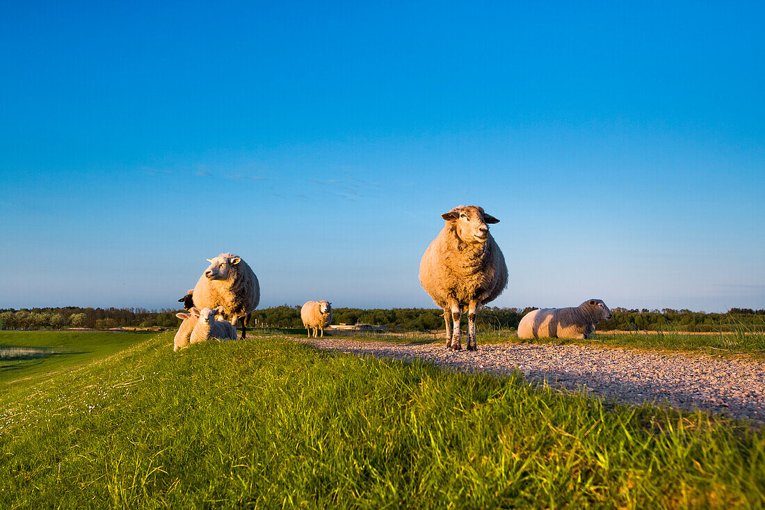 Sheep on the dike, Steenodde village, Amrum Island, North Frisian Islands, Schleswig-Holstein, Germany