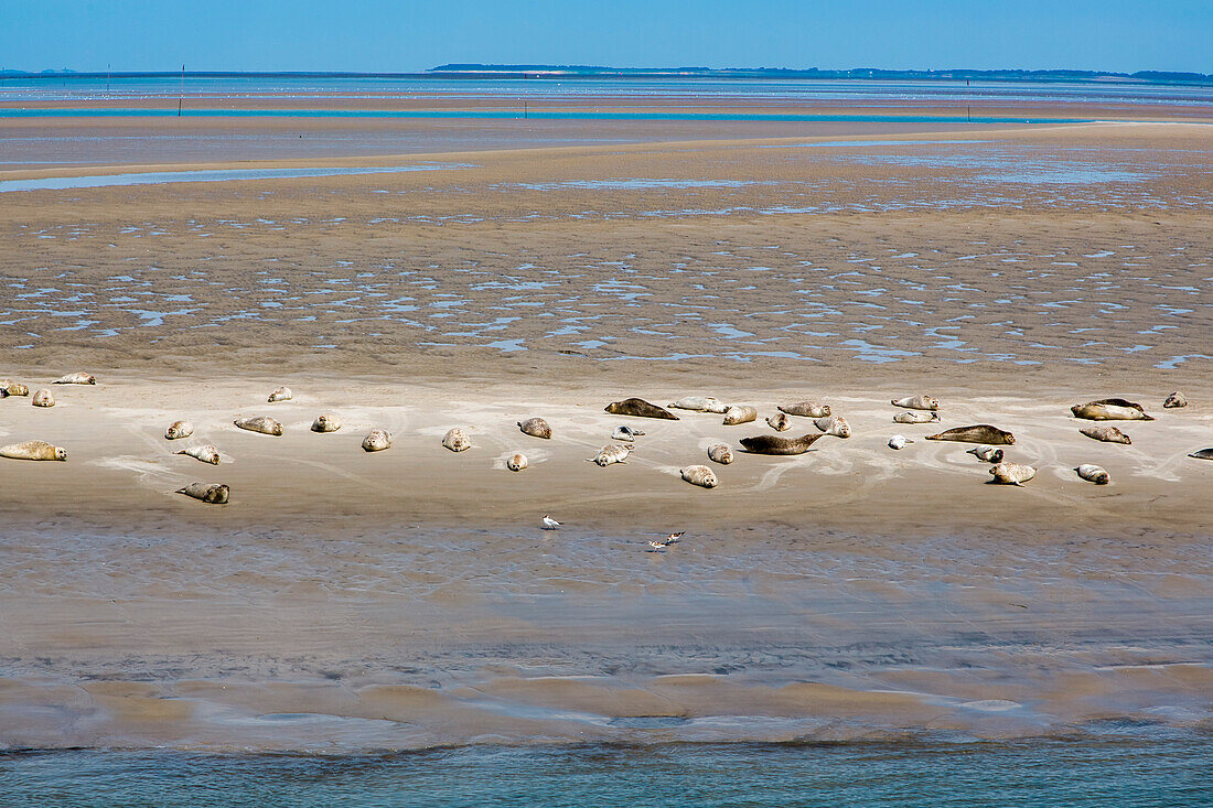 Seals on a sandbank, Hallig Langeness, North Frisian Islands, Schleswig-Holstein, Germany