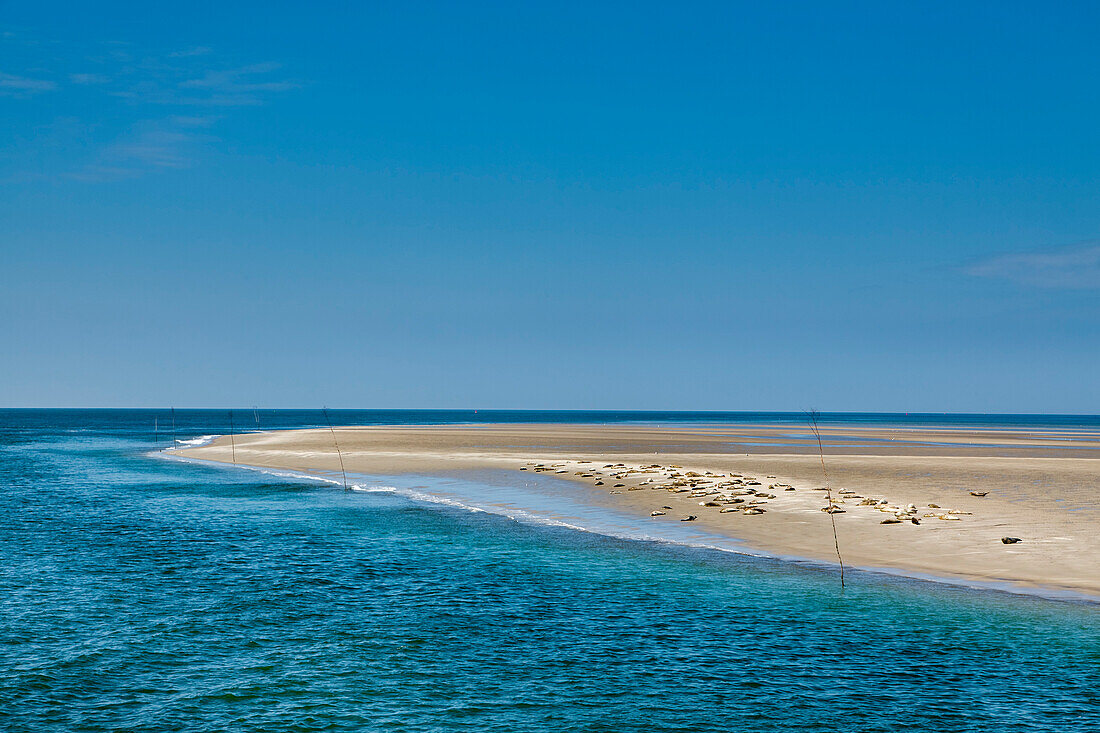 Robben auf einer Sandbank, Hallig Langeneß, Nordfriesische Inseln, Nordfriesland, Schleswig-Holstein, Deutschland