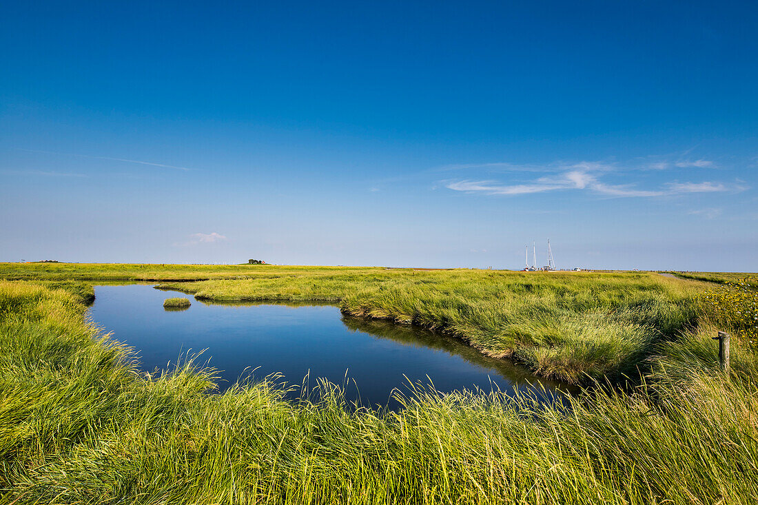 Salt marsh, Hallig Langeness, North Frisian Islands, Schleswig-Holstein, Germany