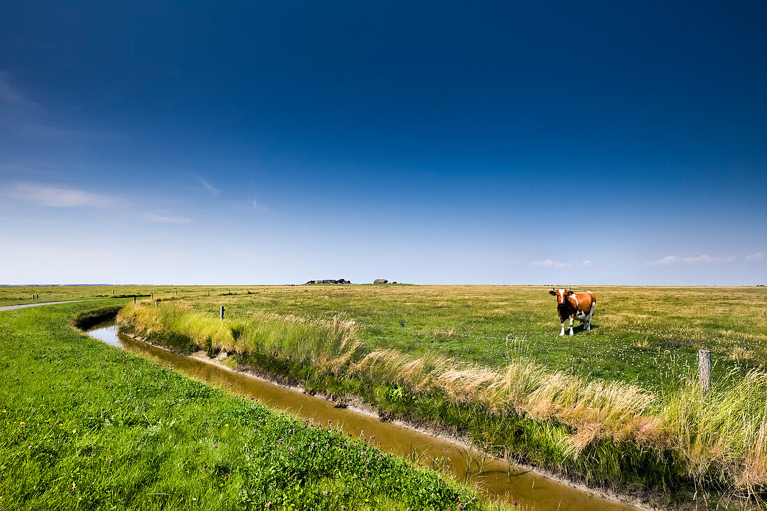 Salt marsh, Hallig Langeness, North Frisian Islands, Schleswig-Holstein, Germany