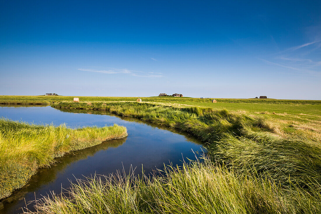 Salzwiesen und Warft, Hallig Langeneß, Nordfriesische Inseln, Nordfriesland, Schleswig-Holstein, Deutschland