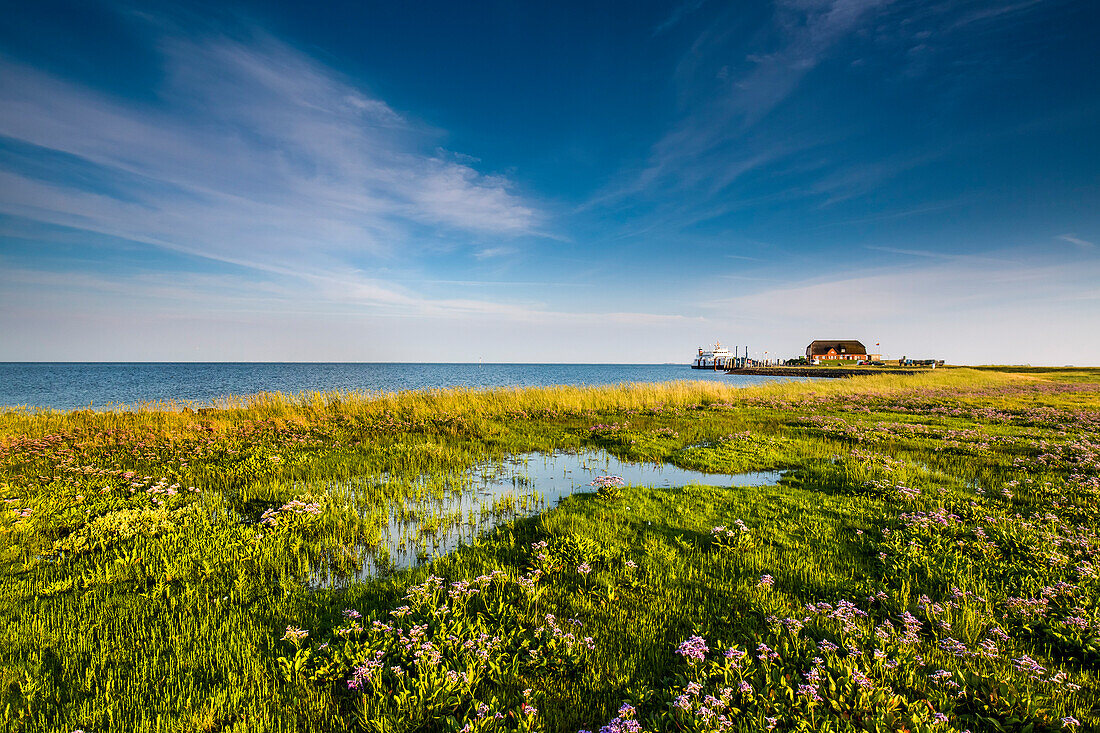 Warft, Hallig Langeneß, Nordfriesische Inseln, Nordfriesland, Schleswig-Holstein, Deutschland