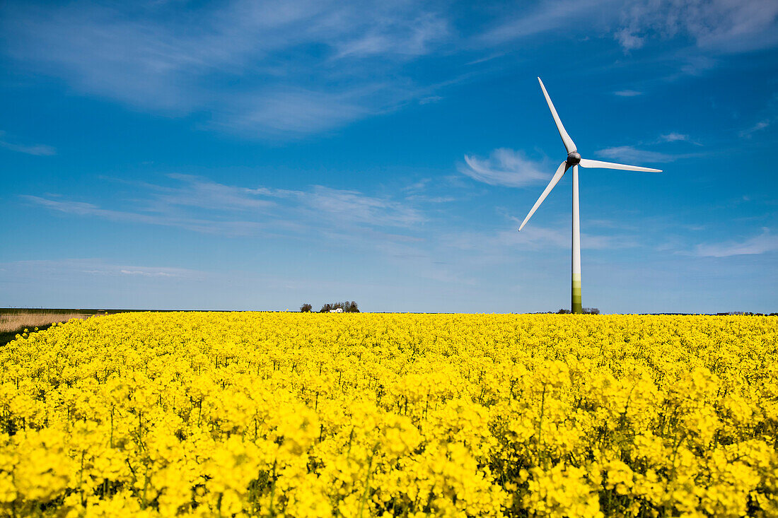 Windrad und Rapsfeld, Nordstrand, Nordfriesland, Schleswig-Holstein, Deutschland