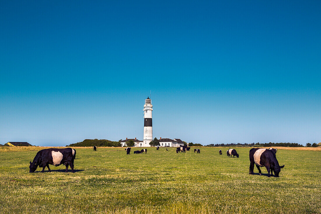 Cows in front of a lighthouse, Kampen, Sylt Island, North Frisian Islands, Schleswig-Holstein, Germany