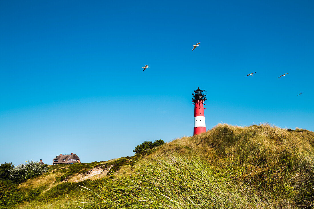 Dunes and lighthouse, Hoernum, Sylt Island, North Frisian Islands, Schleswig-Holstein, Germany