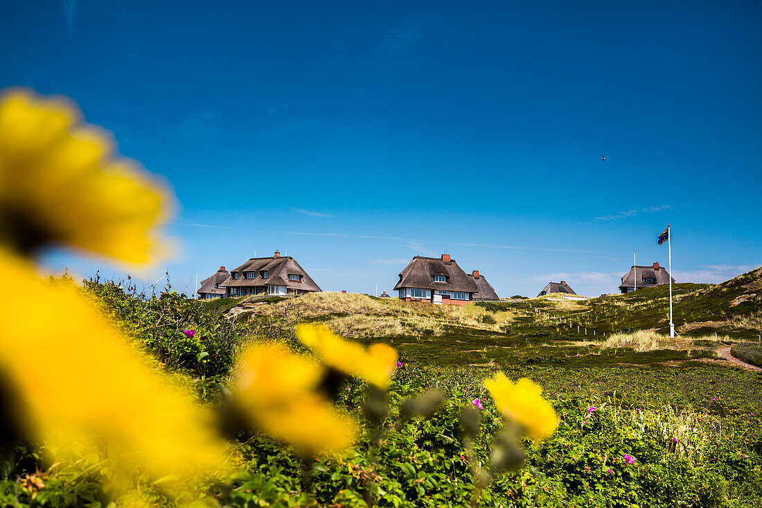 Thatched houses in the dunes, Hoernum, Sylt Island, North Frisian Islands, Schleswig-Holstein, Germany