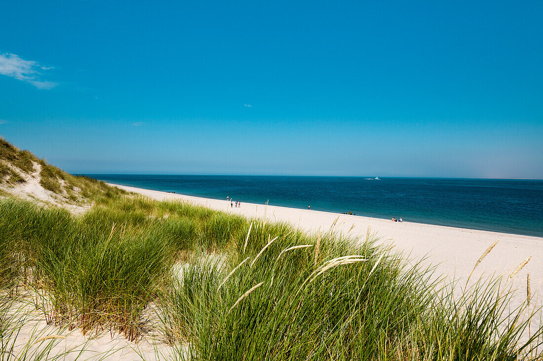 Dunes, Ellenbogen, Sylt Island, North Frisian Islands, Schleswig-Holstein, Germany