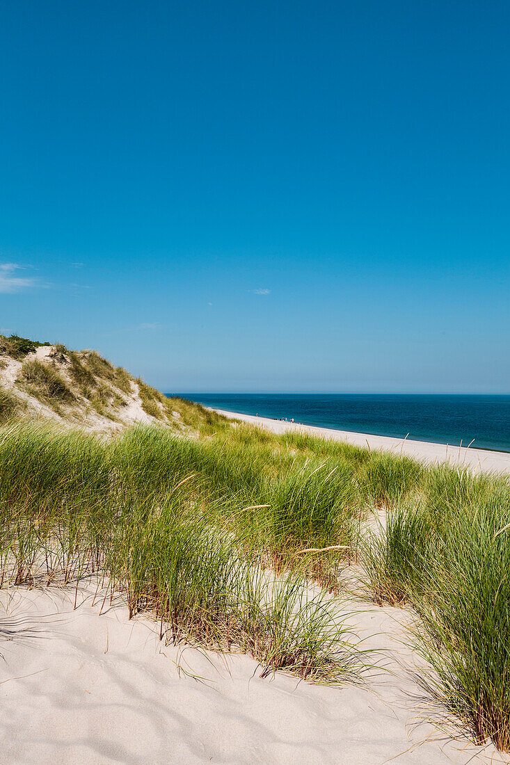 Dunes, Ellenbogen, Sylt Island, North Frisian Islands, Schleswig-Holstein, Germany