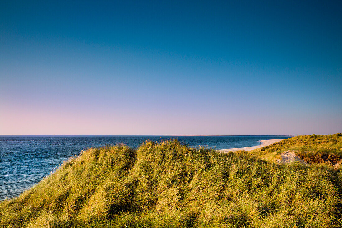 Dünen, Ellenbogen, Sylt, Nordfriesland, Schleswig-Holstein, Deutschland