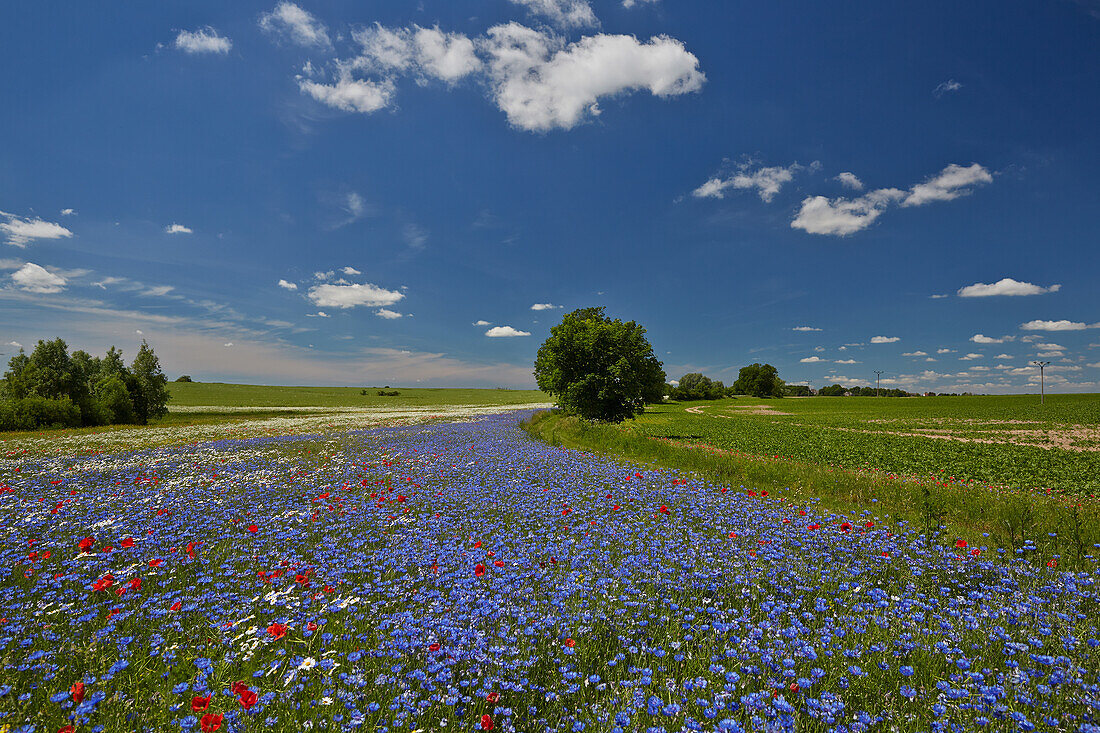 Cornflowers in a field, Stettiner Haff Nature Park, Mecklenburg Western Pomerania, Germany