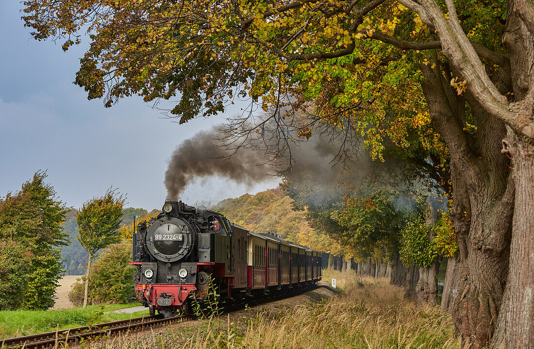 Mecklenburgische Bäderbahn Molli bei Heiligendamm, Mecklenburg Vorpommern, Deutschland