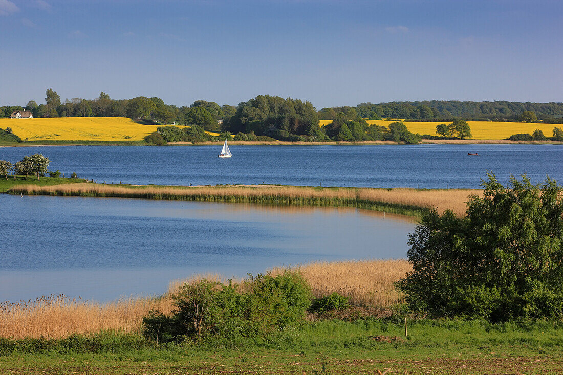 Rapeseed in blossom along the river Schlei near Lindaunis, Schleswig Holstein, Germany