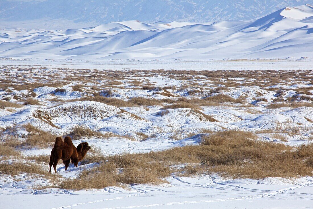 Kamel in den schneebedeckten Sanddünen des Khongor Els in der Wüste Gobi, Mongolei