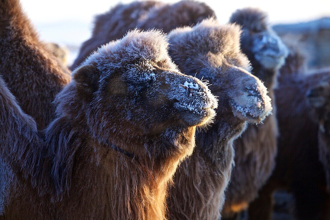 Kamele mit Rauhreif im Winter in der Wüste Gobi, Mongolei
