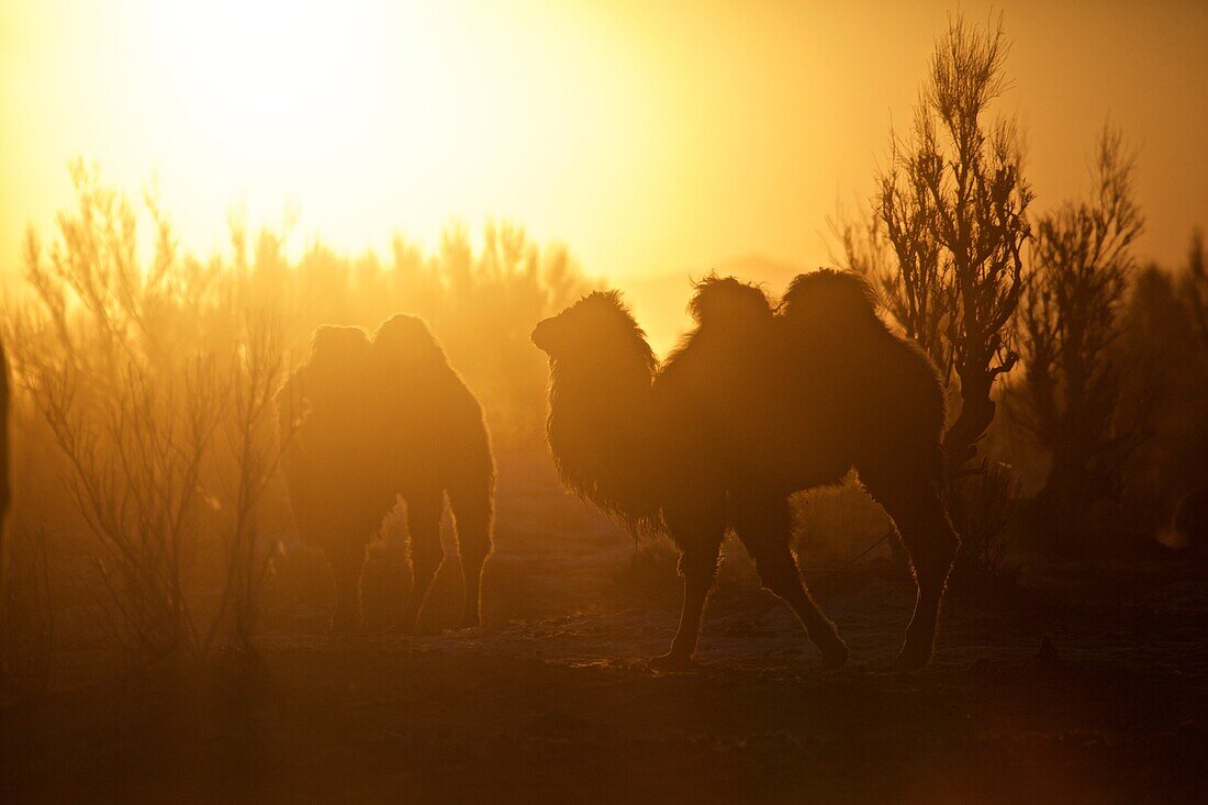Kamele im Gegenlicht der Morgensonne, Wüste Gobi, Mongolei