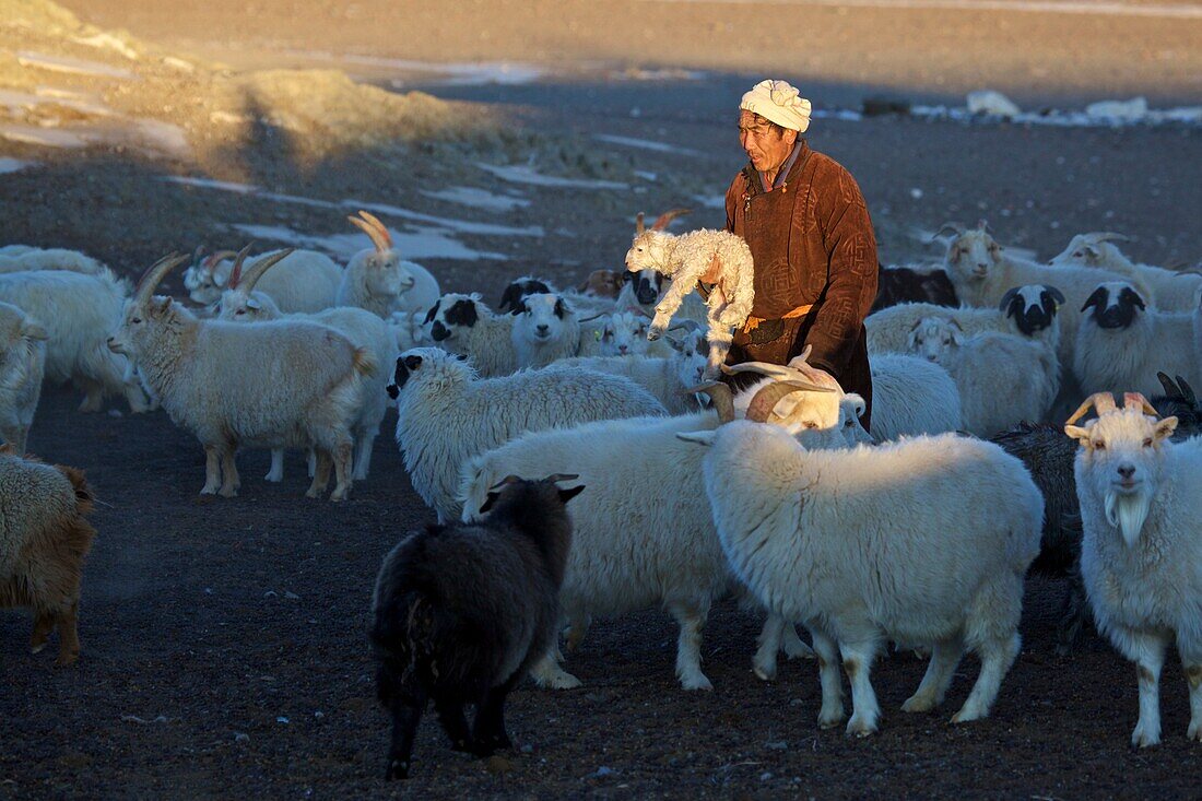 mongolischer Nomade in einer Herde von Kaschmirziegen und Schafen mit einem Lamm in der Hand, Mongolei