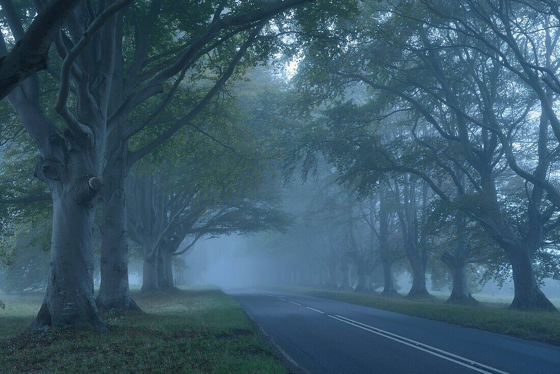 Beech Avenue Wimborne Minster Dorset.