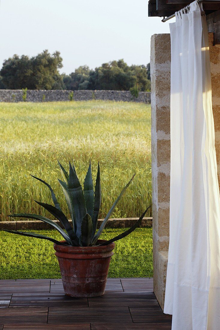 Agave im Tontopf auf Terrasse mit Blick auf Getreidefeld