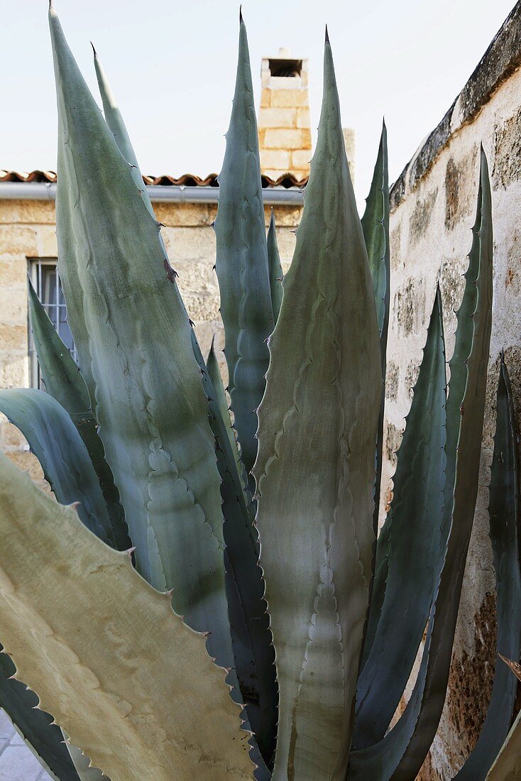 Agave in front of a stone wall