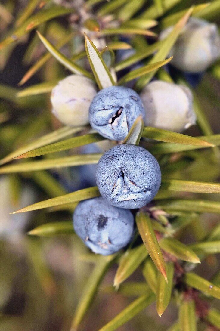 Common Juniper (Juniperus communis) berry-like seed cones. Osseja, Languedoc-Roussillon, Pyrenees Orientales, France