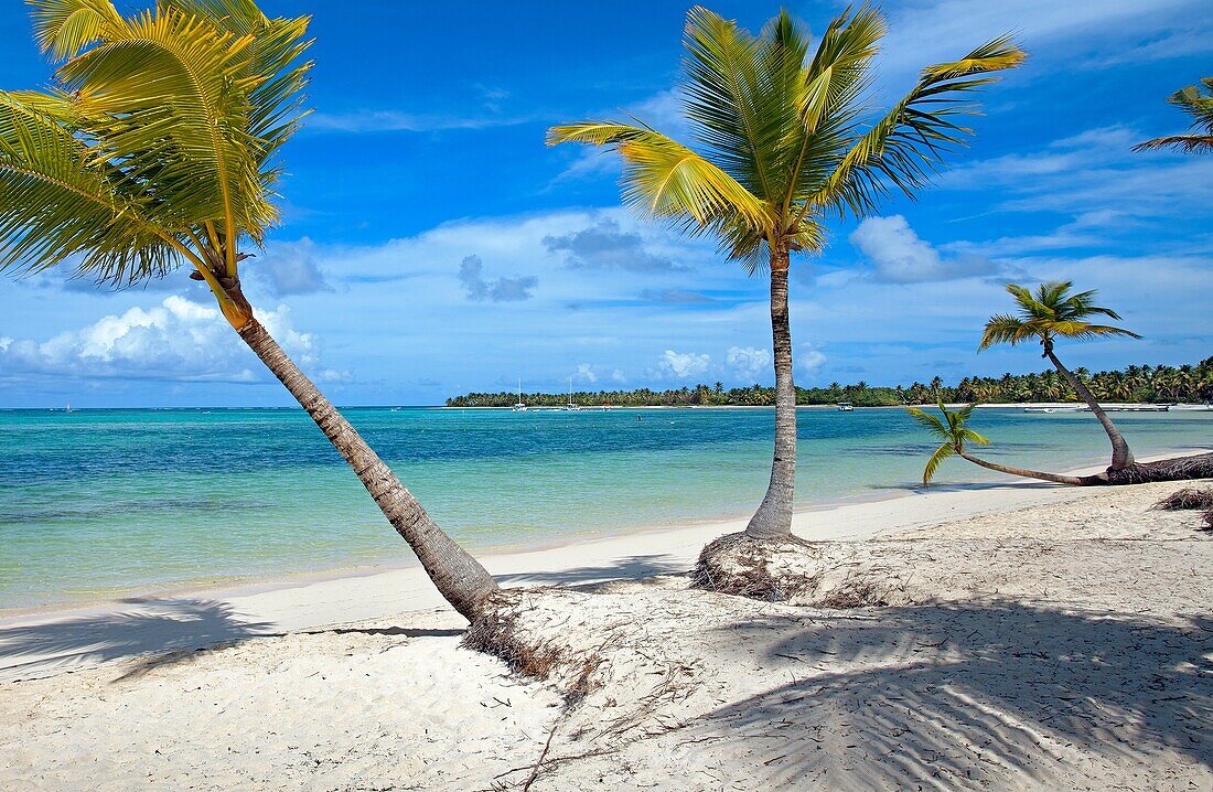 Bavaro beach, Punta Cana, Dominican Republic, West Indies, Caribbean