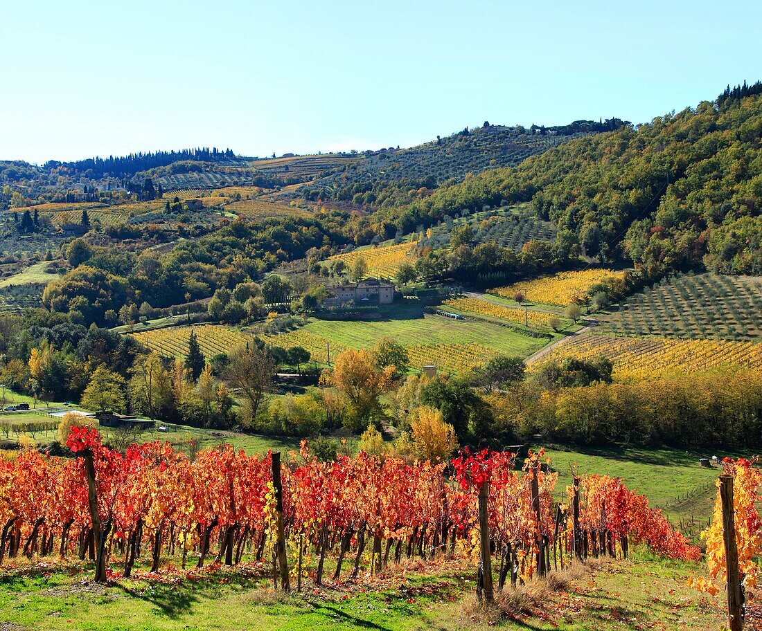 italy, tuscany, chianti zone, vineyard.