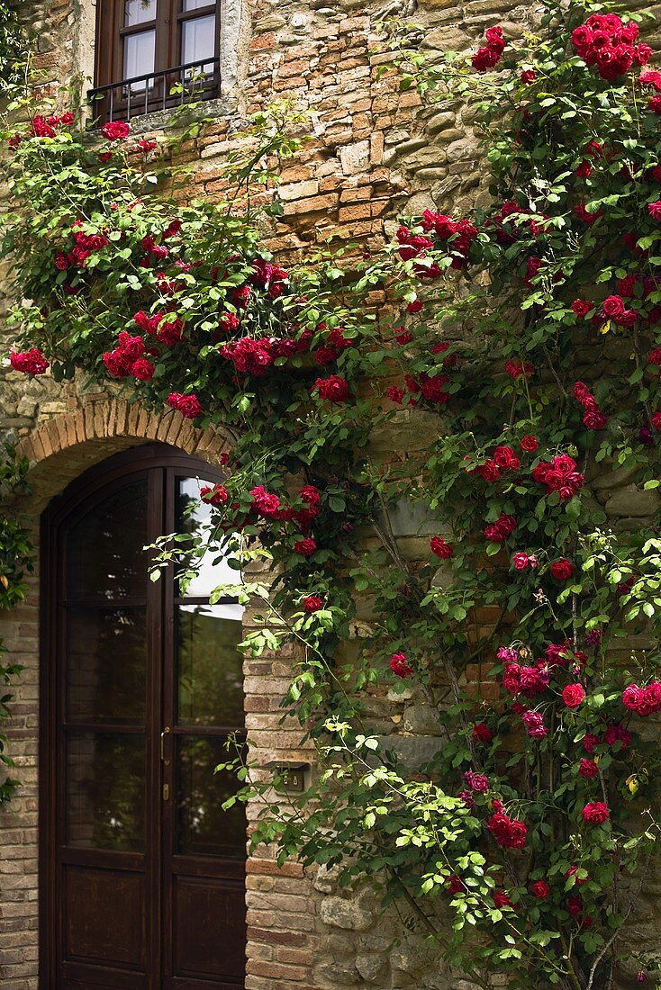 Roten Rosen beranken Ziegelfassade eines Mediterraner Landhauses