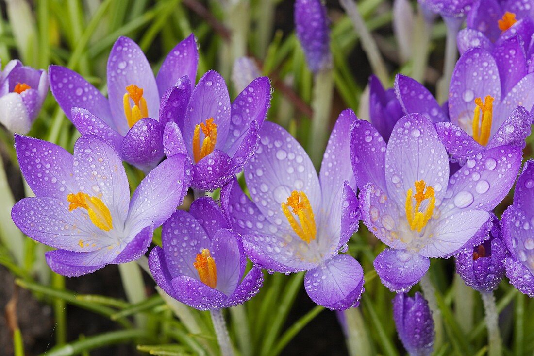 Spring Crocus Norfolk february