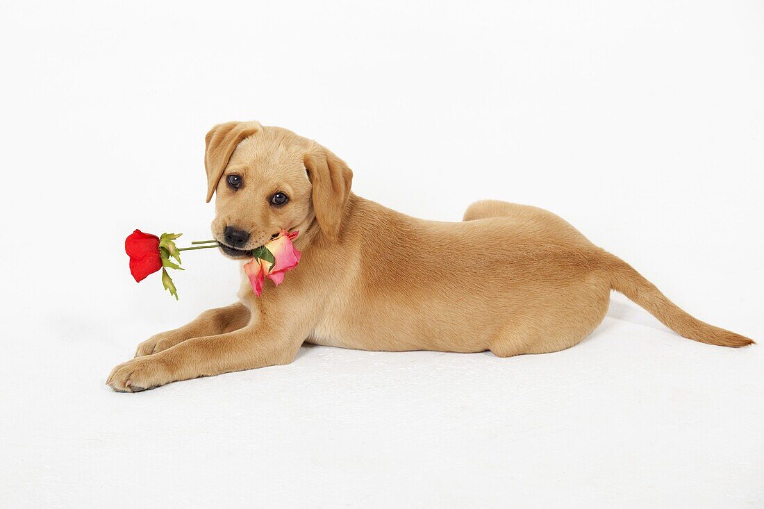 Yellow Labrador Puppy with rose