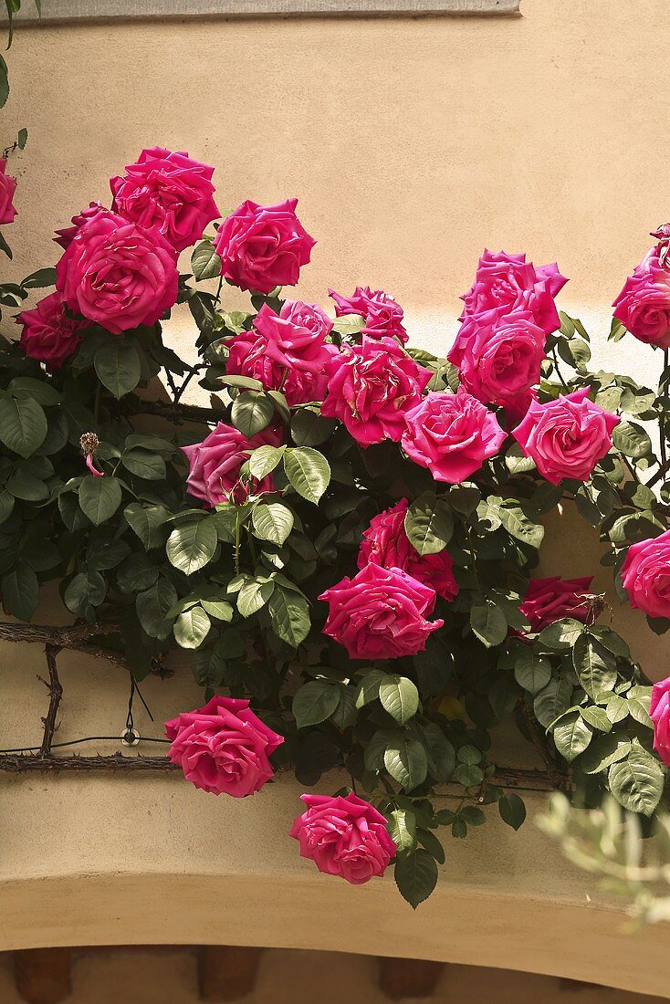 Facade covered with red, climbing roses