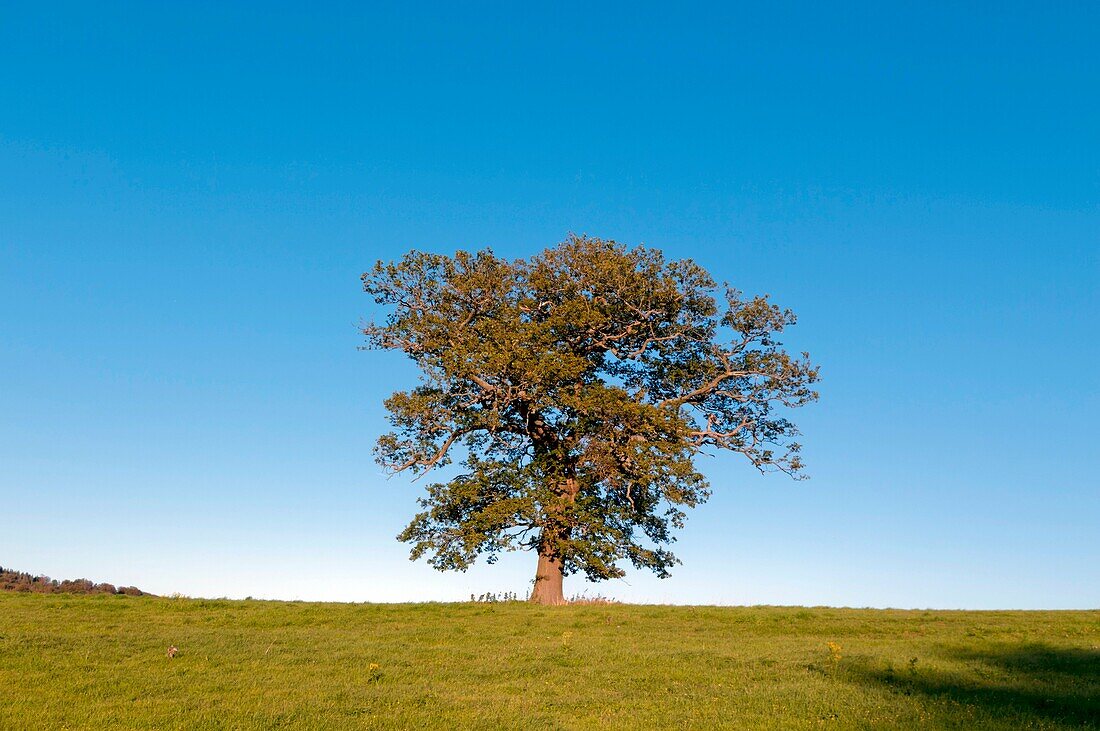 europe, uk, england, surrey oak tree autumn