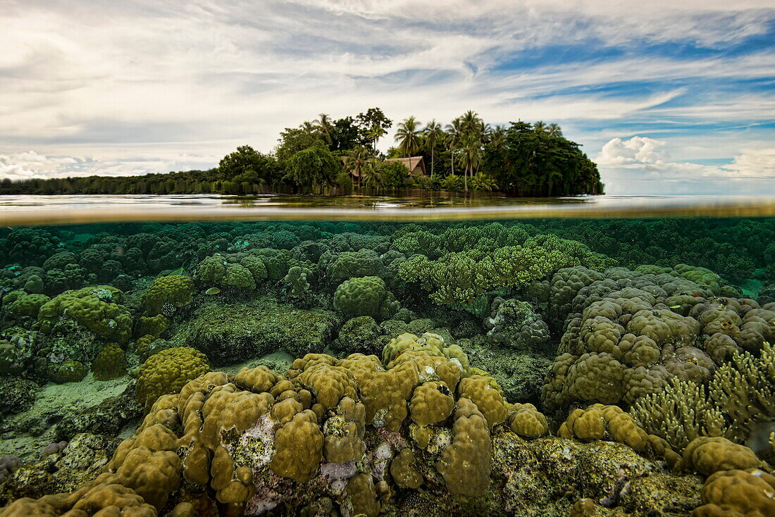 Coral below waterline, Uepi Island, New Britain, Solomon Islands