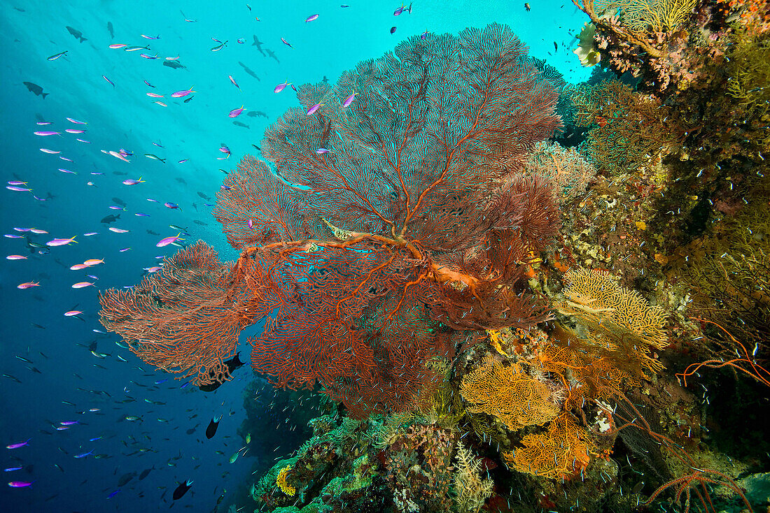 Coral and marine plants, Uepi Point, Uepi Island, New Britain, Solomon Islands