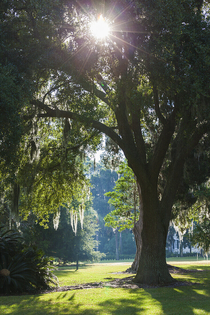 USA, Georgia, Jekyll Island, live oak trees.