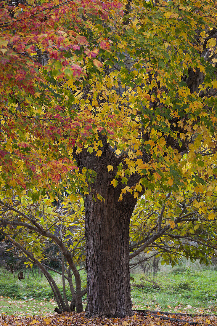 USA, North Carolina, Linville, autumn tree.