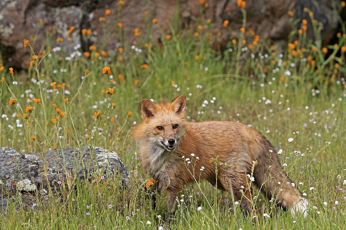 Red Fox  Vulpes vulpes  Order: Carnivora Family: Canidae.
