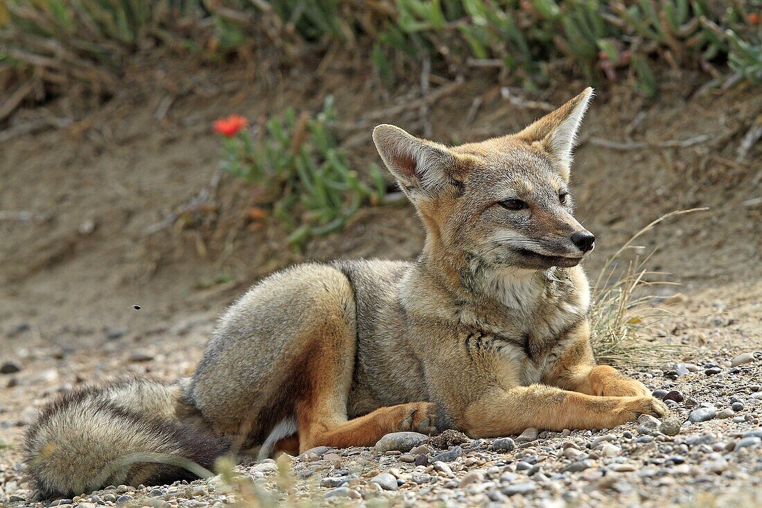 Argentine grey fox  Dusicyon griseus  family : canidae  order :carnivora.