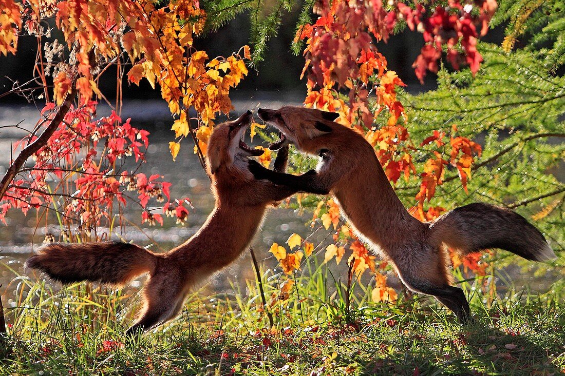 Red Fox  Adult  Vulpes vulpes  Order : Carnivora  Family : Canidae.