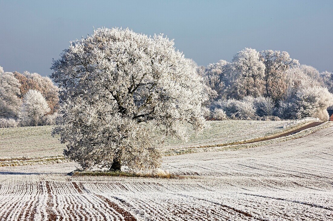 Hoarfrost - Warwickshire - England.