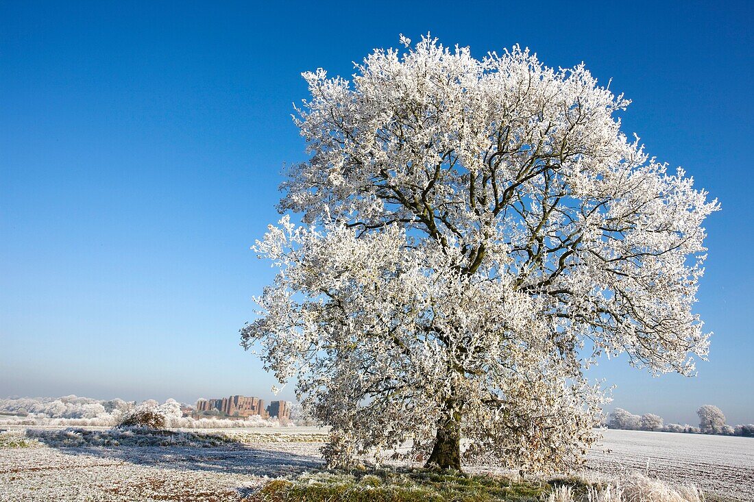 Hoarfrost - Warwickshire - England - Showing Kenilworth Castle - Partially destroyed during English Civil War.