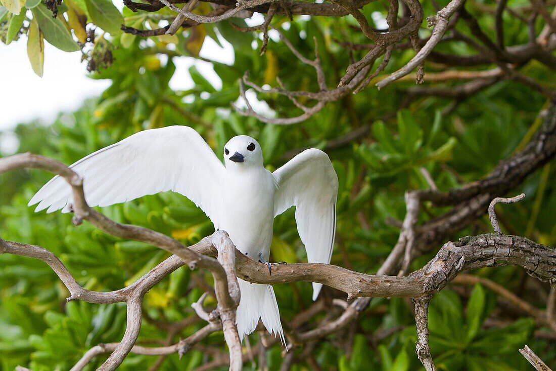 White Tern (Gygis alba), Midway Atoll National Wildlife Refuge, Sand Island, Hawaii, USA