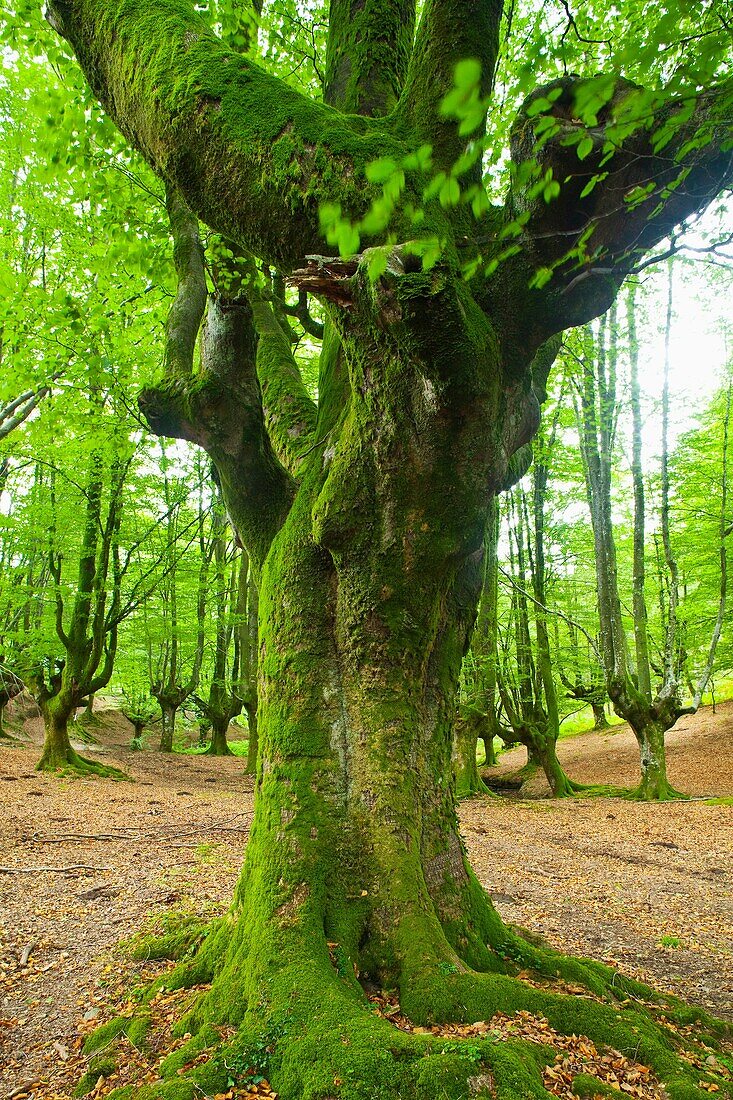 Beech forest, Barazar, Gorbeia, Basque Country, Spain