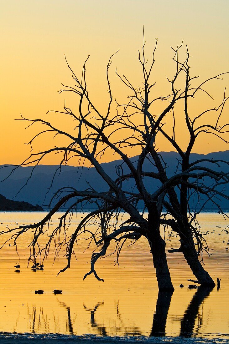 Birds and barren trees at sunset at the Salton Sea, Imperial Valley, California