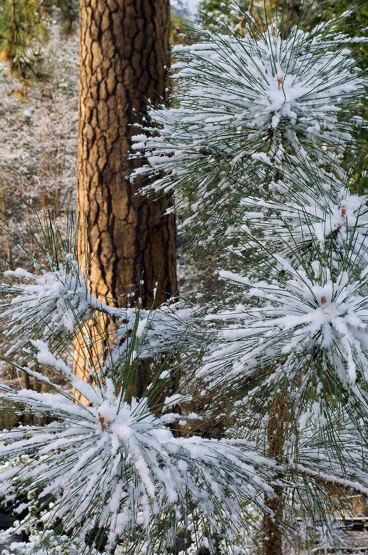 Fresh snow on pine tree sapling pine needles, Yosemite National Park, California