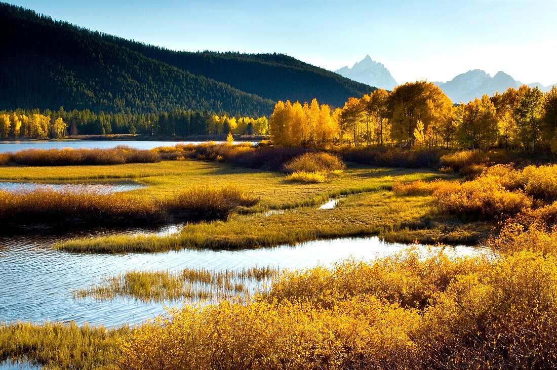 Golden autumn leaves in fall on trees below the Teton Range mountains, Grand Teton National Park, Wyoming