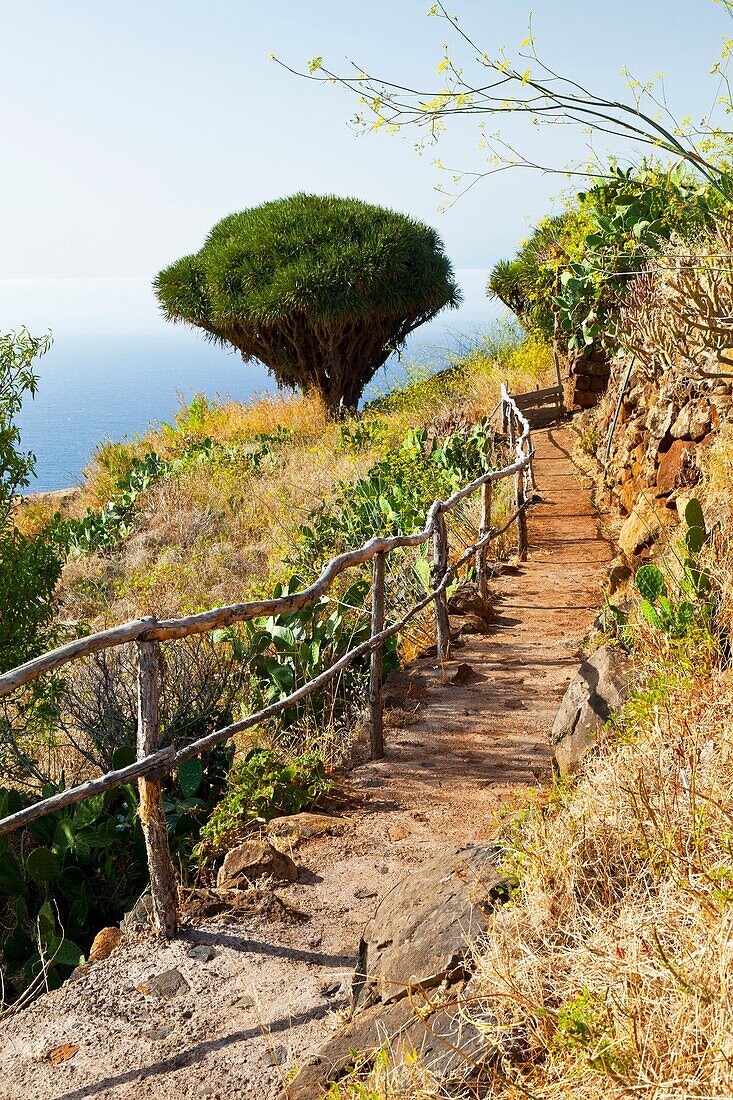 Rural landscape with dragon tree, Santo Domingo, Garafia, La Palma, Canary Islands, Spain
