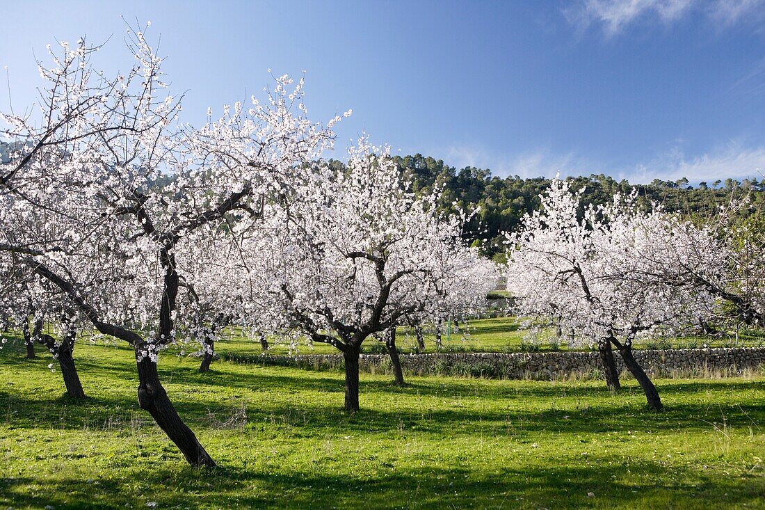 Almond Blossom in Mallorca