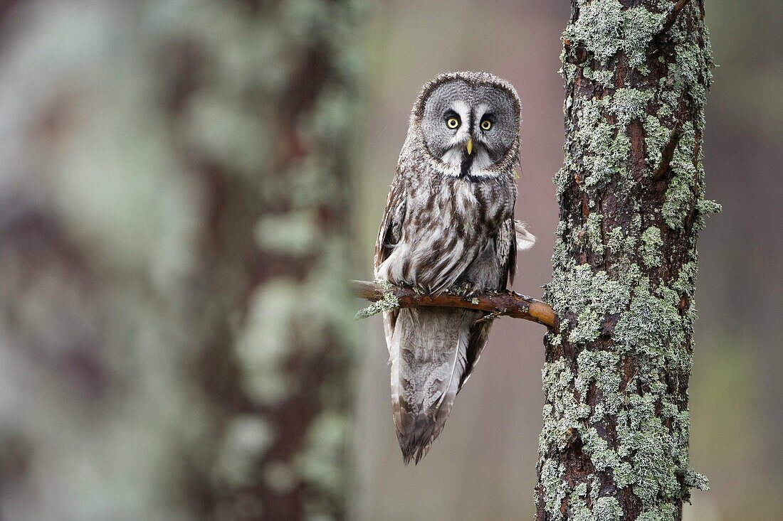 Great grey owl Strix nebulosa perched in forest captive-bred